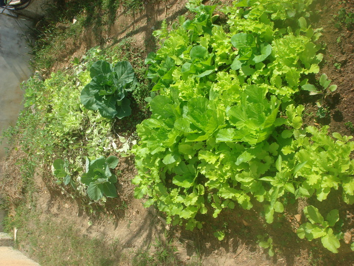 學校無農藥小菜園